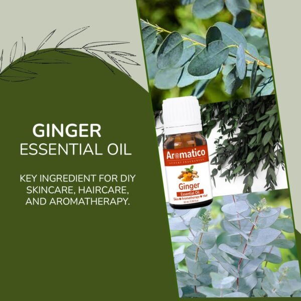 Ginger Essential Oil. Belly and Waist Massage Oil. Stay in Perfect Shape | 100% Pure, Natural & Undiluted Therapeutic Grade | 10ML - Image 4